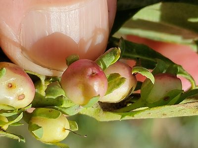 Eremophila debilis, photographed by Tony van Kampen