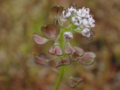 Teesdalia nudicaulis, photographed by Ellyne Geurts