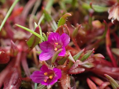 Calandrinia ciliata, photographed by Ellyne Geurts
