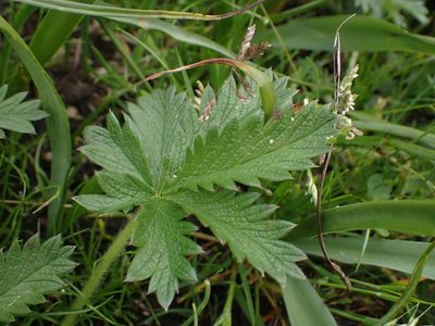 Potentilla gracilis, photographed by Ellyne Geurts