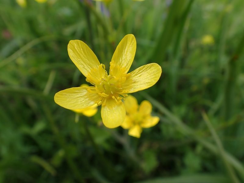 Ranunculus occidentalis, photographed by Ellyne Geurts