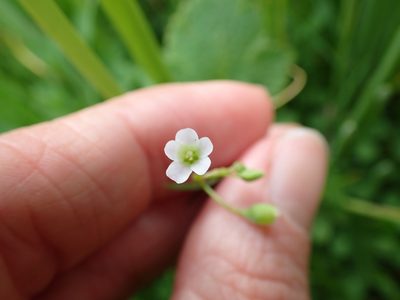 Montia linearis, photographed by Ellyne Geurts