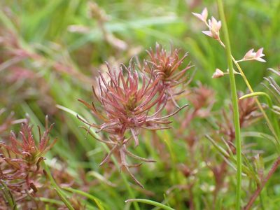 Triphysaria pusilla, photographed by Ellyne Geurts