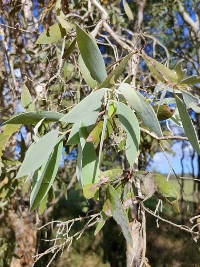 Melaleuca dealbata, photographed by Tony van Kampen