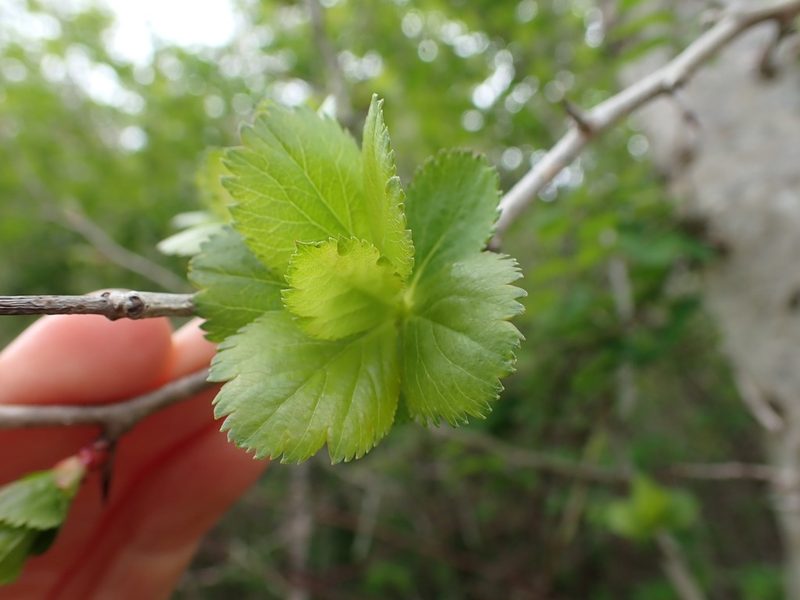 Crataegus gaylussacia, photographed by Ellyne Geurts