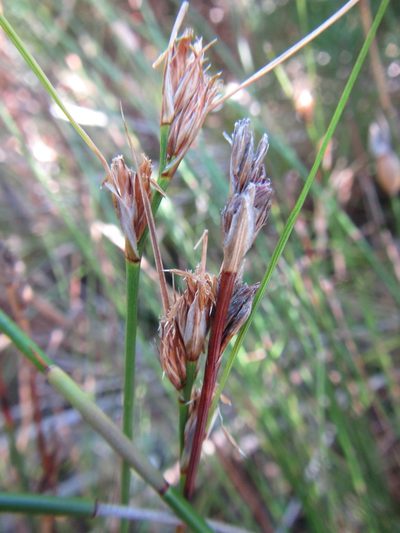 Schoenus aureus, photographed by douglaseustonbrown