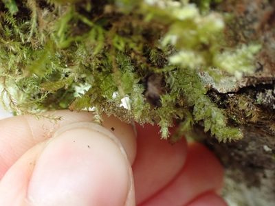 Neckera douglasii, photographed by Ellyne Geurts