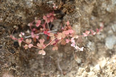 Pterostegia drymarioides, photographed by Cricket Raspet