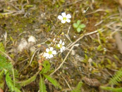 Saxifraga tridactylites, photographed by Gabriel Mayrhofer