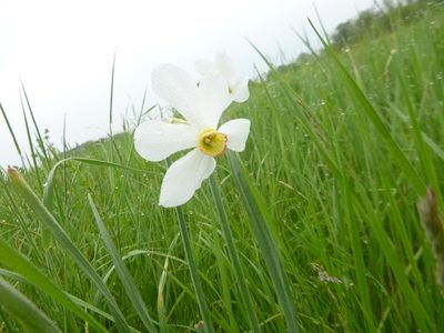 Narcissus poeticus, photographed by Gabriel Mayrhofer