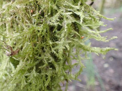 Neckera douglasii, photographed by Ellyne Geurts