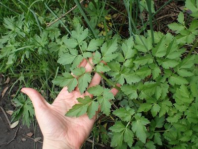 Oenanthe sarmentosa, photographed by Ellyne Geurts