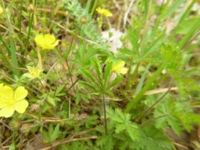 Potentilla heptaphylla, photographed by Gabriel Mayrhofer