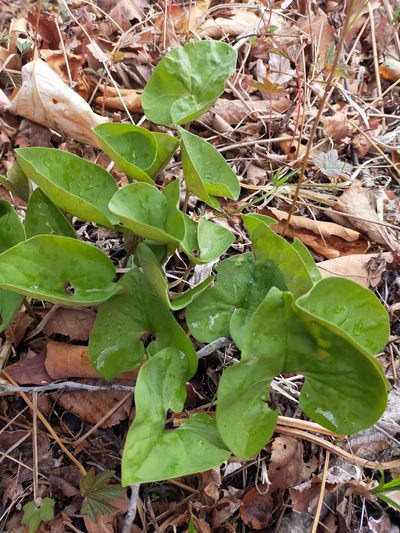 Asarum sieboldii, photographed by Viola Alekseeva