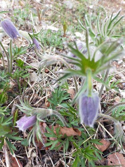 Pulsatilla dahurica, photographed by Viola Alekseeva