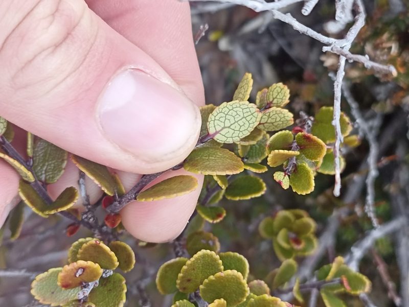 Gaultheria colensoi, photographed by Oscar Dove