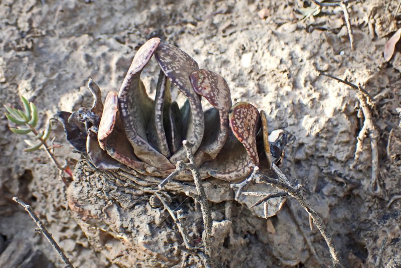 Gasteria brachyphylla, photographed by Di Turner