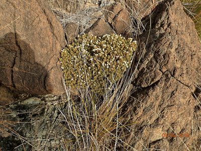 Pimelea suteri, photographed by Duncan Cunningham