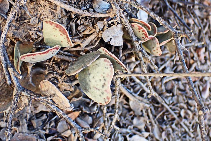 Adromischus triflorus, photographed by Di Turner