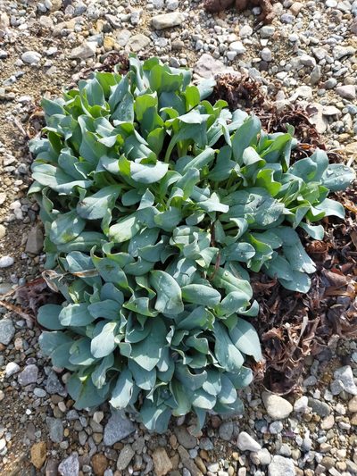 Mertensia simplicissima, photographed by Viola Alekseeva