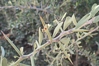Gymnosporia buxifolia, photographed by Di Turner