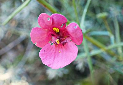 Diascia patens, photographed by Di Turner