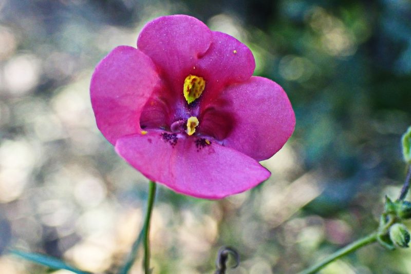 Diascia patens, photographed by Di Turner
