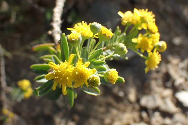 Euryops lateriflorus, photographed by Di Turner