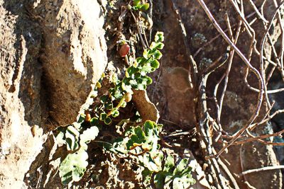 Asplenium capense, photographed by Di Turner