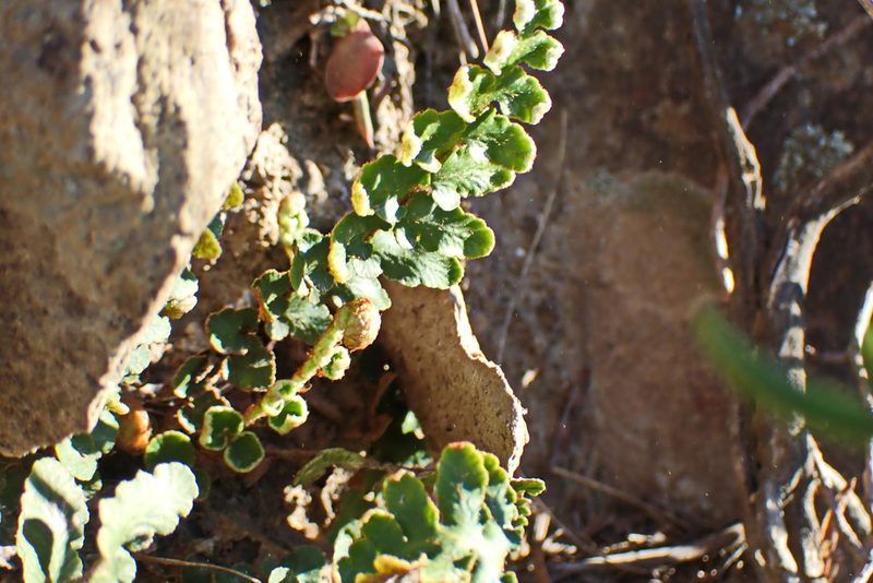 Asplenium capense, photographed by Di Turner