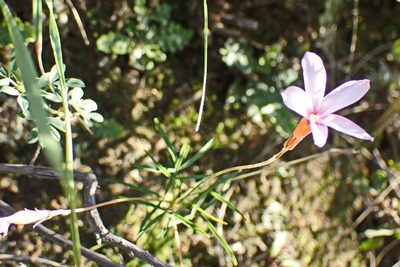 Oxalis ciliaris, photographed by Di Turner