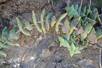 Crassula perforata, photographed by Di Turner
