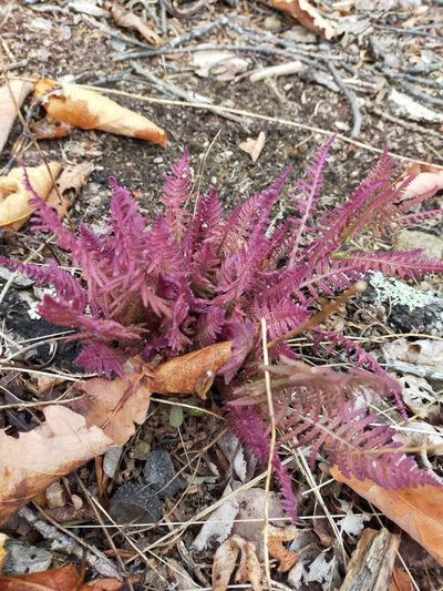 Pedicularis mandshurica, photographed by Viola Alekseeva