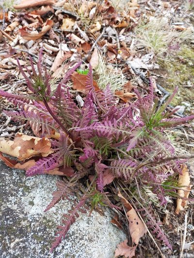 Pedicularis mandshurica, photographed by Viola Alekseeva
