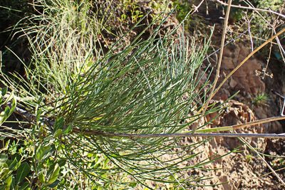 Anginon difforme, photographed by Di Turner