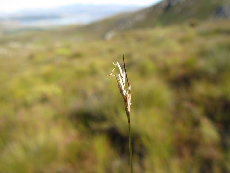 Schoenus exilis, photographed by douglaseustonbrown