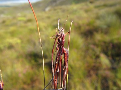 Schoenus exilis, photographed by douglaseustonbrown