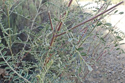 Lessertia frutescens, photographed by Di Turner