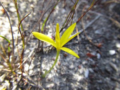 Pauridia monophylla, photographed by douglaseustonbrown