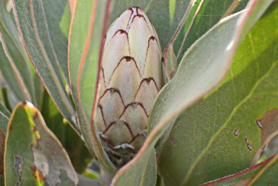 Protea lorifolia, photographed by Di Turner