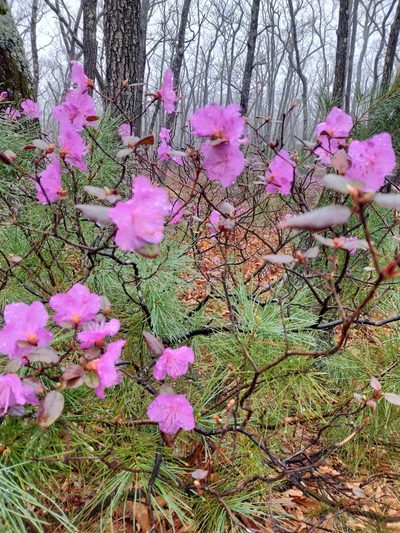 Rhododendron sichotense, photographed by Viola Alekseeva