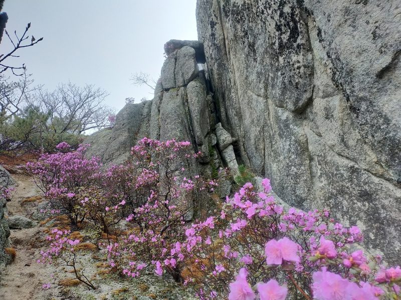 Rhododendron sichotense, photographed by Viola Alekseeva