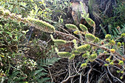 Anthospermum aethiopicum, photographed by Di Turner