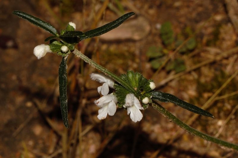 Leucas milanjiana, photographed by i_c_riddell