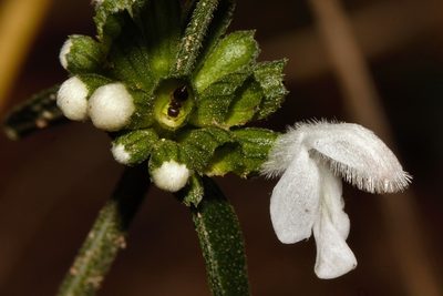 Leucas milanjiana, photographed by i_c_riddell