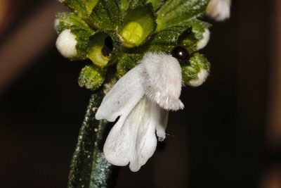 Leucas milanjiana, photographed by i_c_riddell