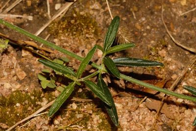 Leucas milanjiana, photographed by i_c_riddell