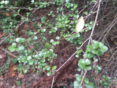Lophomyrtus obcordata, photographed by Rob Cruickshank