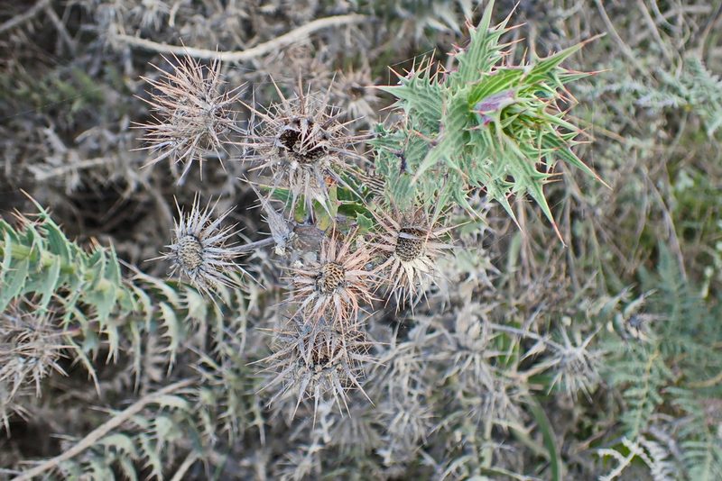 Berkheya cruciata, photographed by Di Turner