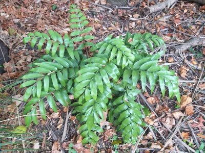 Asplenium oblongifolium, photographed by Rob Cruickshank